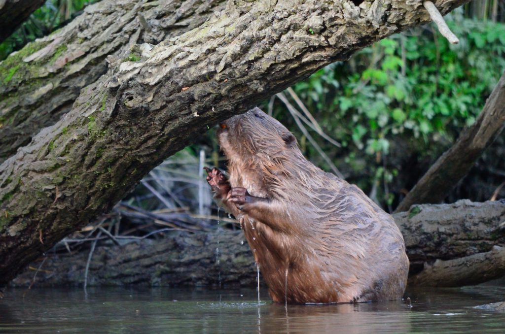 Foto Nationaal Park De Biesbosch - Bever