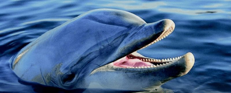 Treinkaartjes Dofinarium